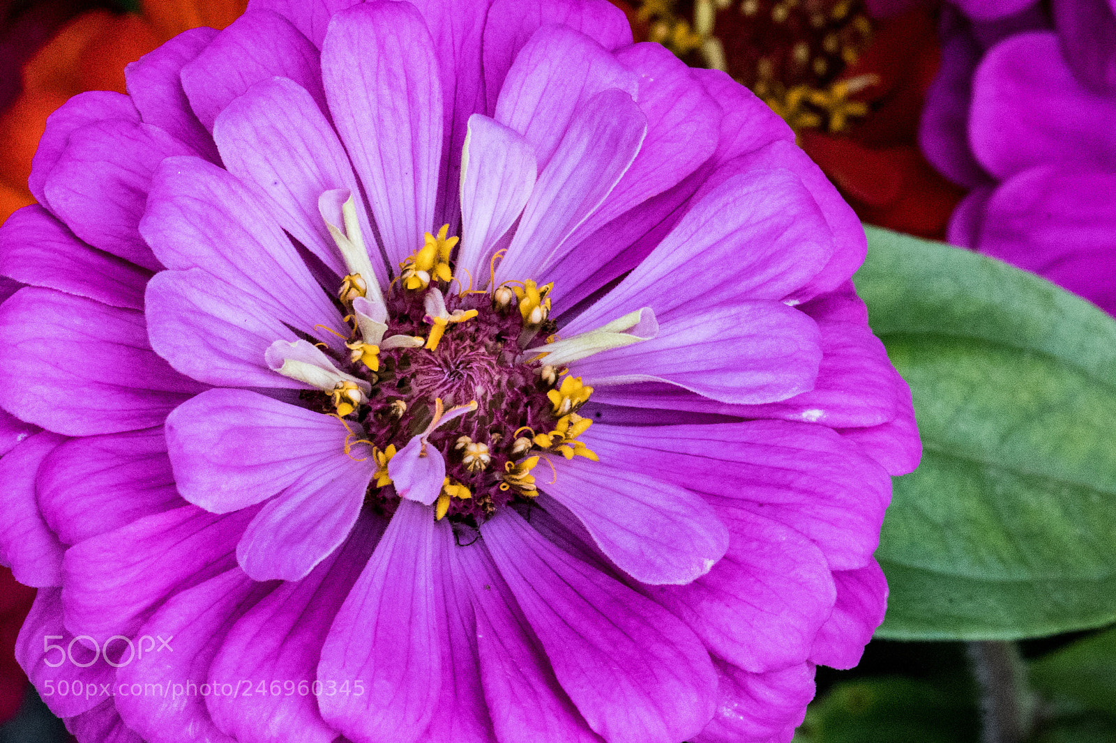 Sony a9 sample photo. Pink presence 2 photography