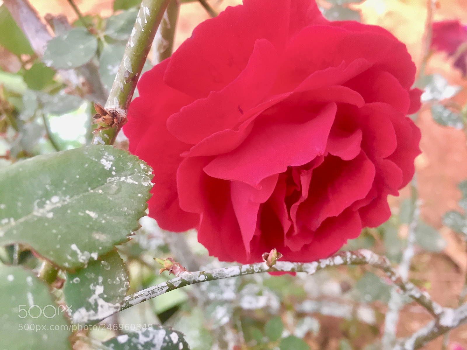 Apple iPhone 6 sample photo. Untitled photography