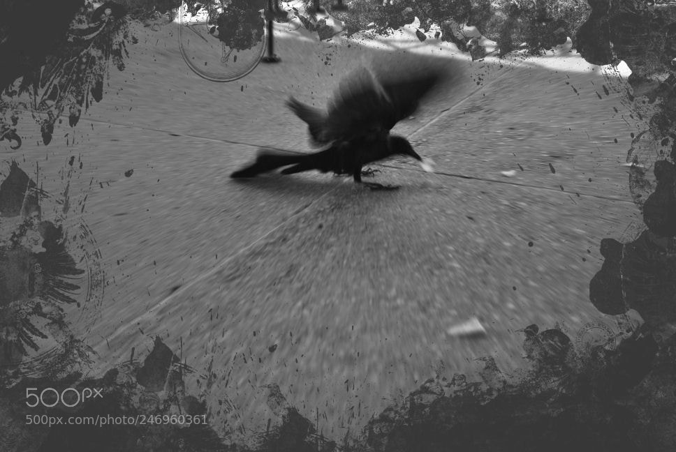 Nikon D3000 sample photo. The crow photography