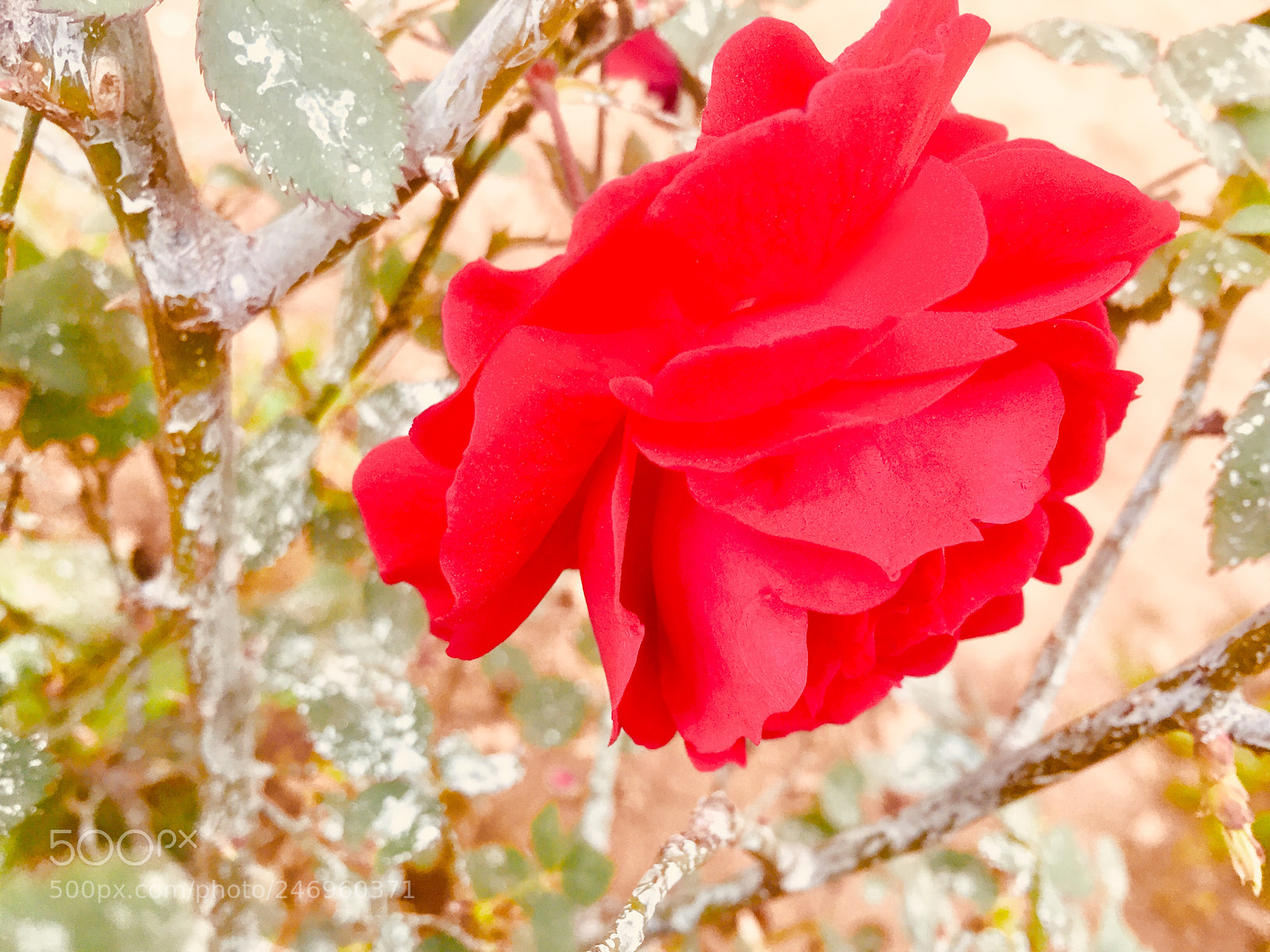 Apple iPhone 6 sample photo. Untitled photography