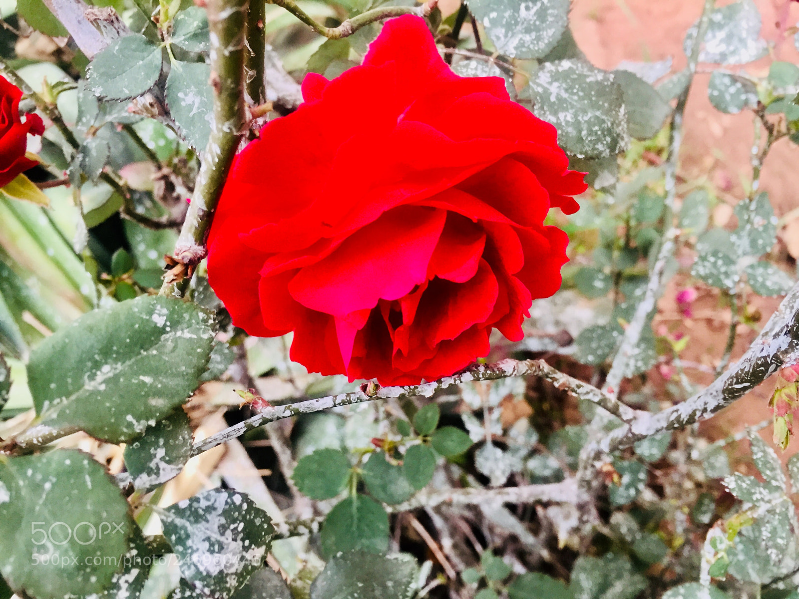 Apple iPhone 6 sample photo. Untitled photography