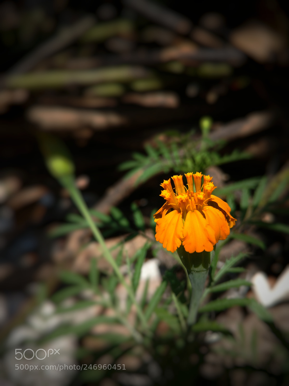Motorola Moto X Play sample photo. Despertar bajo el sol photography