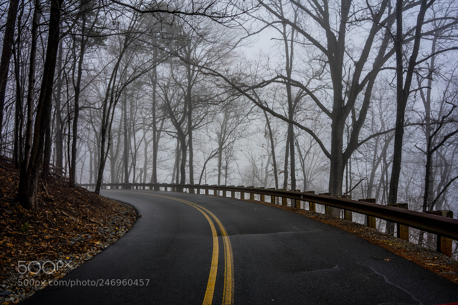 Sony a7 II sample photo. Into the fog photography