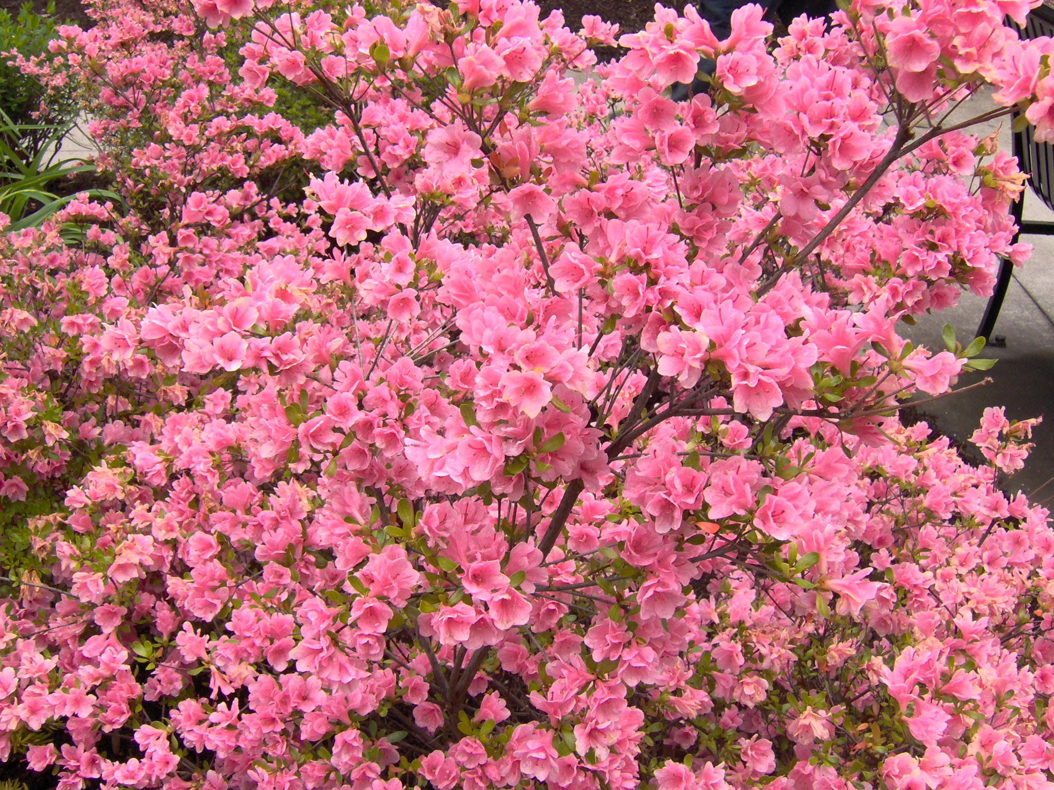 HP Photosmart M307 sample photo. "pink in bloom" photography