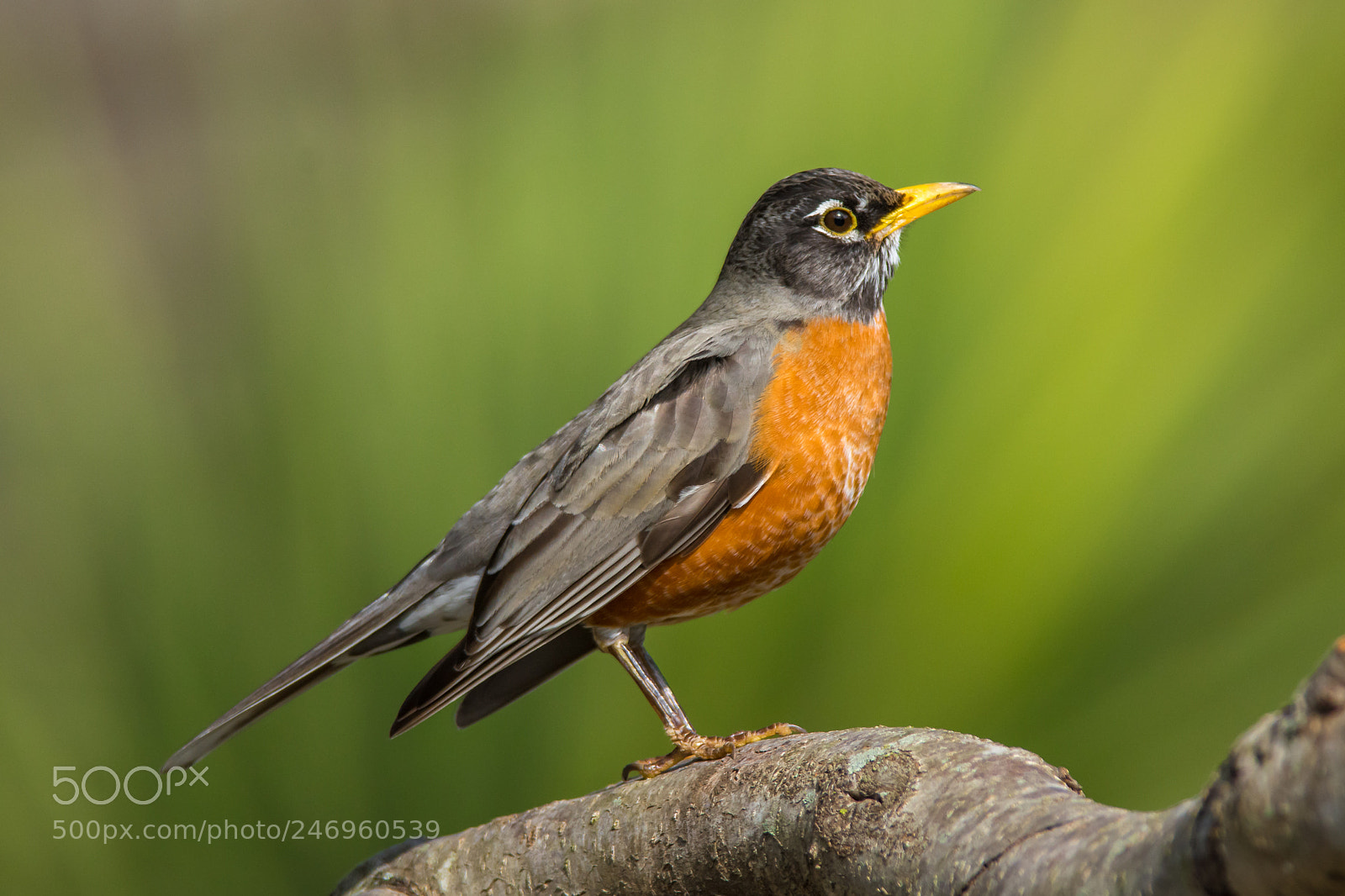 Nikon D7100 sample photo. American robin photography
