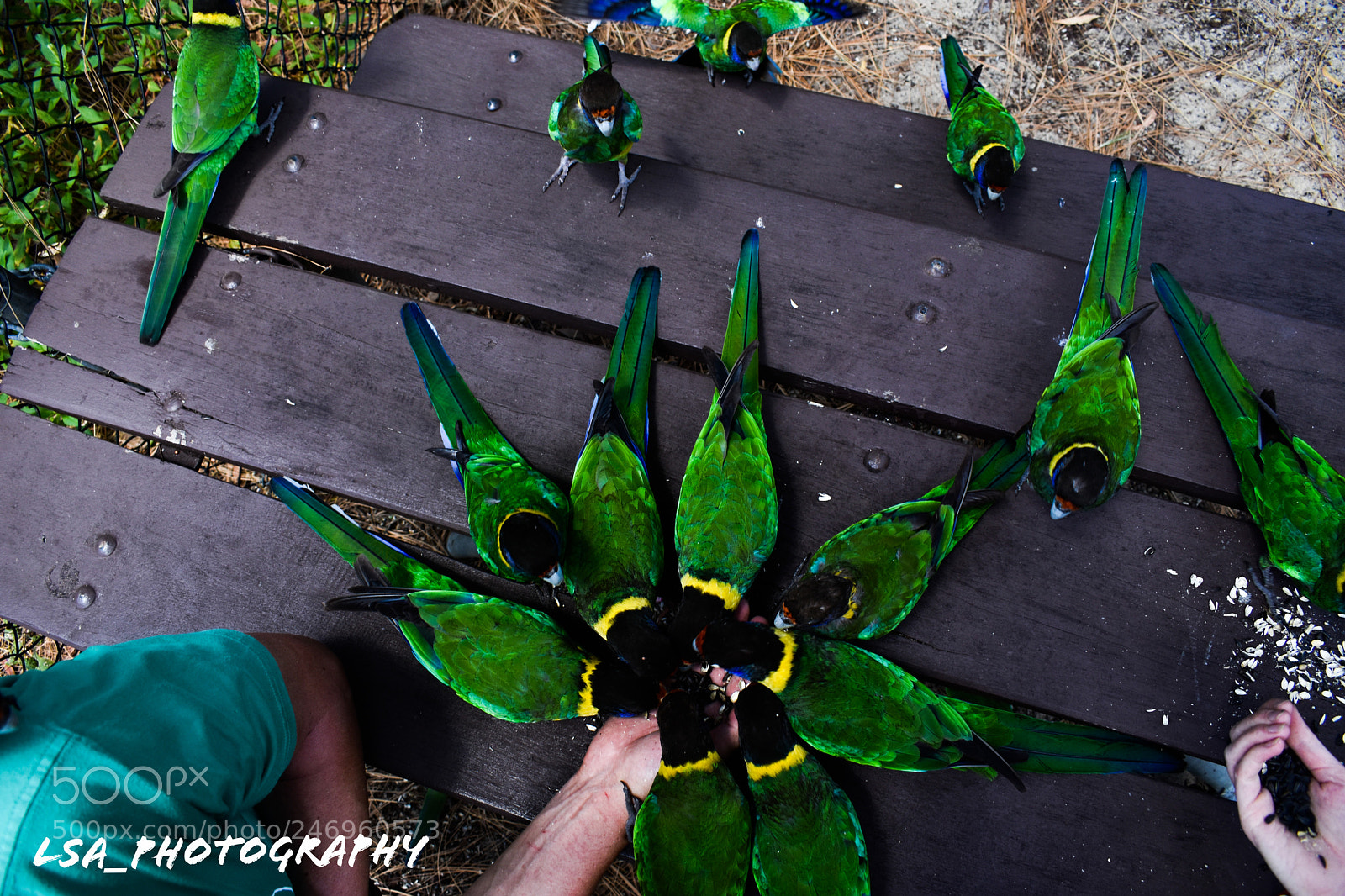 Nikon D3400 sample photo. Parrots of serpentine photography
