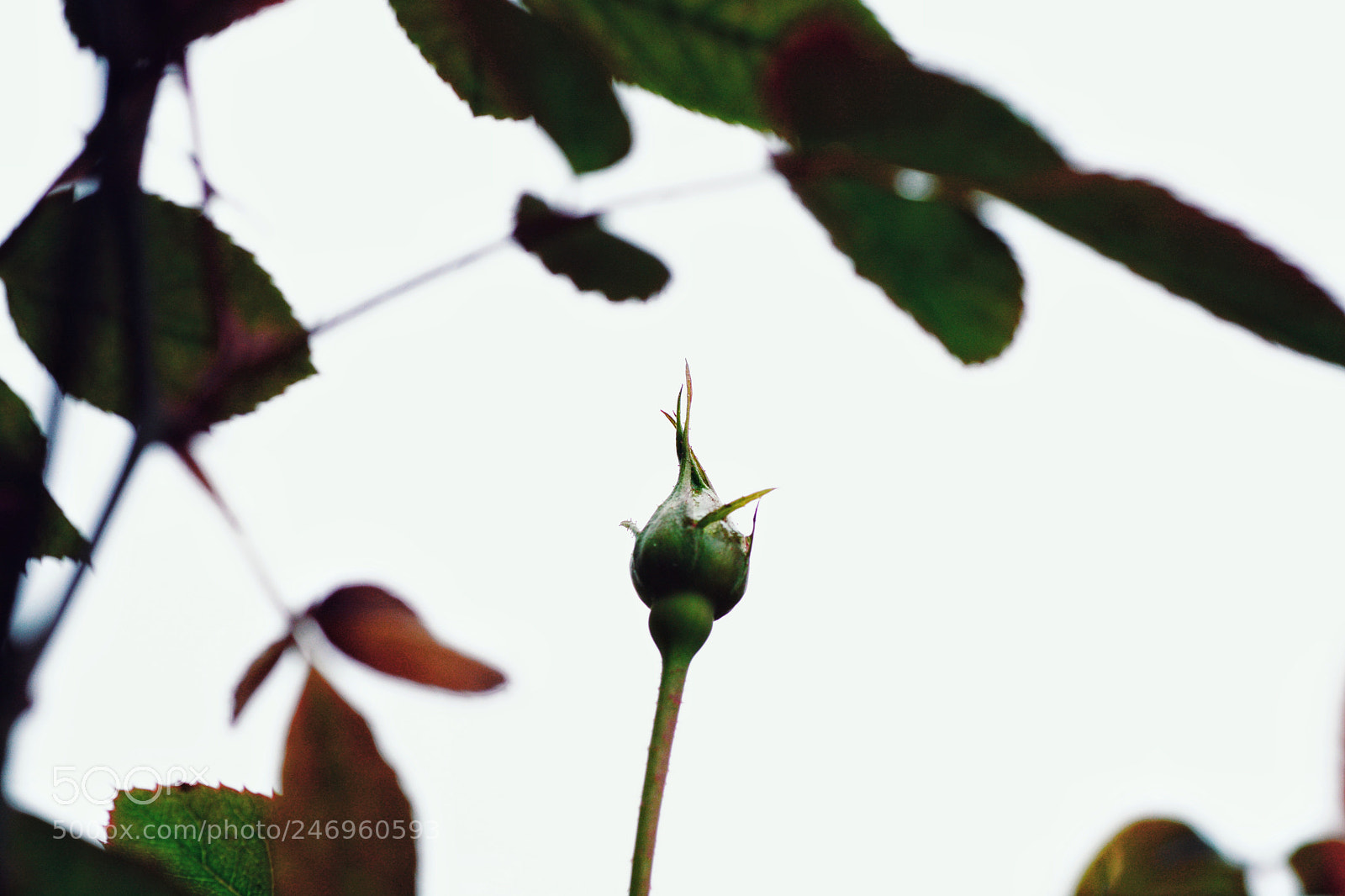 Nikon D7100 sample photo. Untitled photography