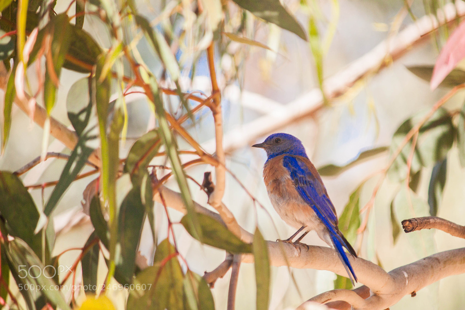 Canon EOS 500D (EOS Rebel T1i / EOS Kiss X3) sample photo. Blue bird photography