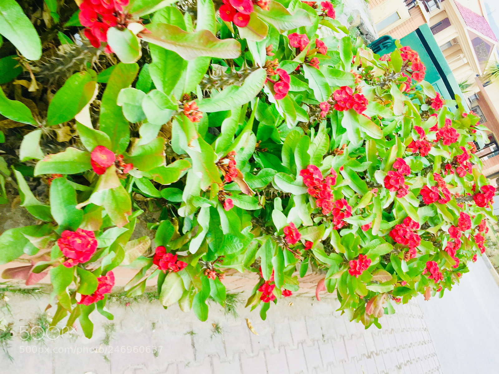 Apple iPhone 6 sample photo. Untitled photography