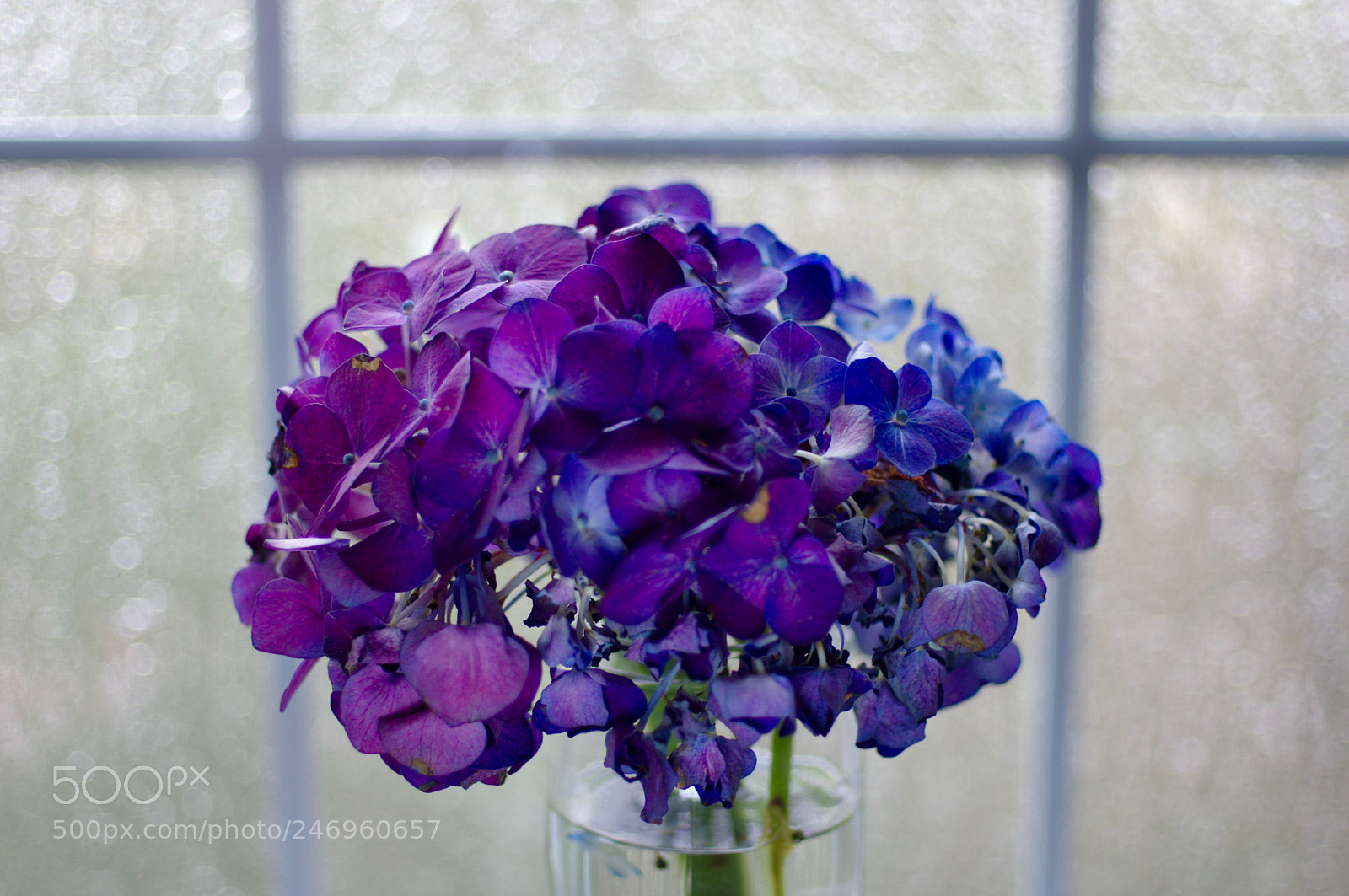 Pentax K-3 sample photo. Spring is coming photography