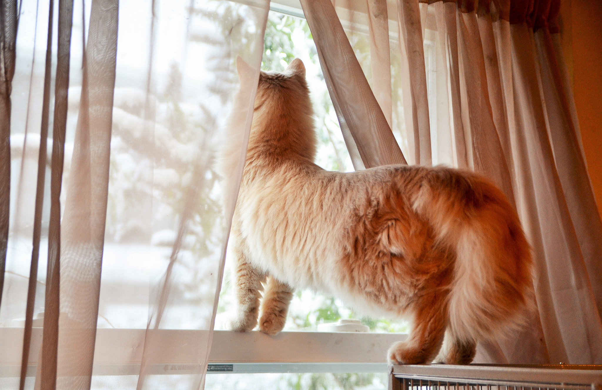 Nikon D7000 + Sigma 17-70mm F2.8-4 DC Macro OS HSM sample photo. Watching the snow falling photography