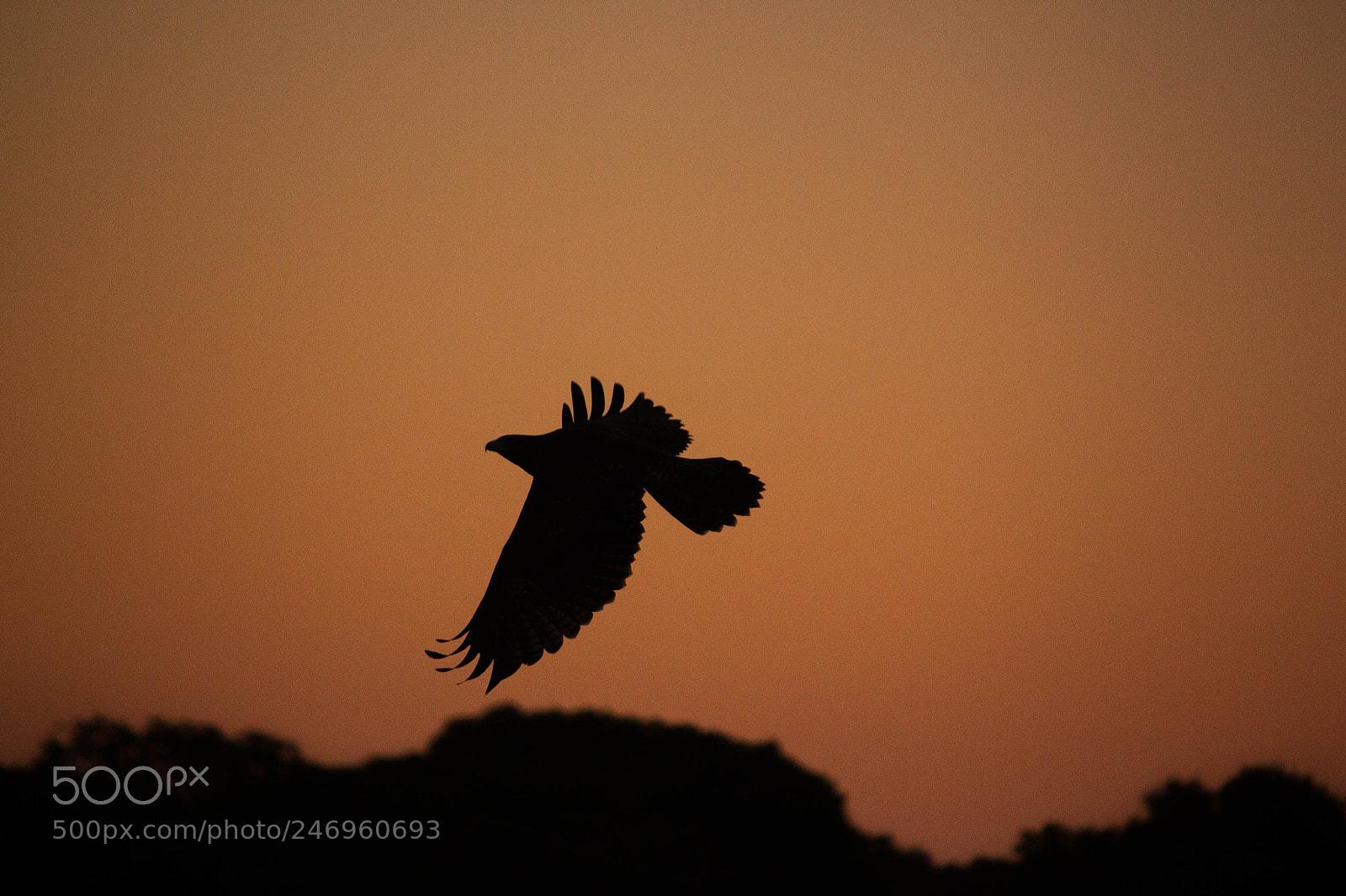 Canon EOS 500D (EOS Rebel T1i / EOS Kiss X3) sample photo. Hawk at sunset photography