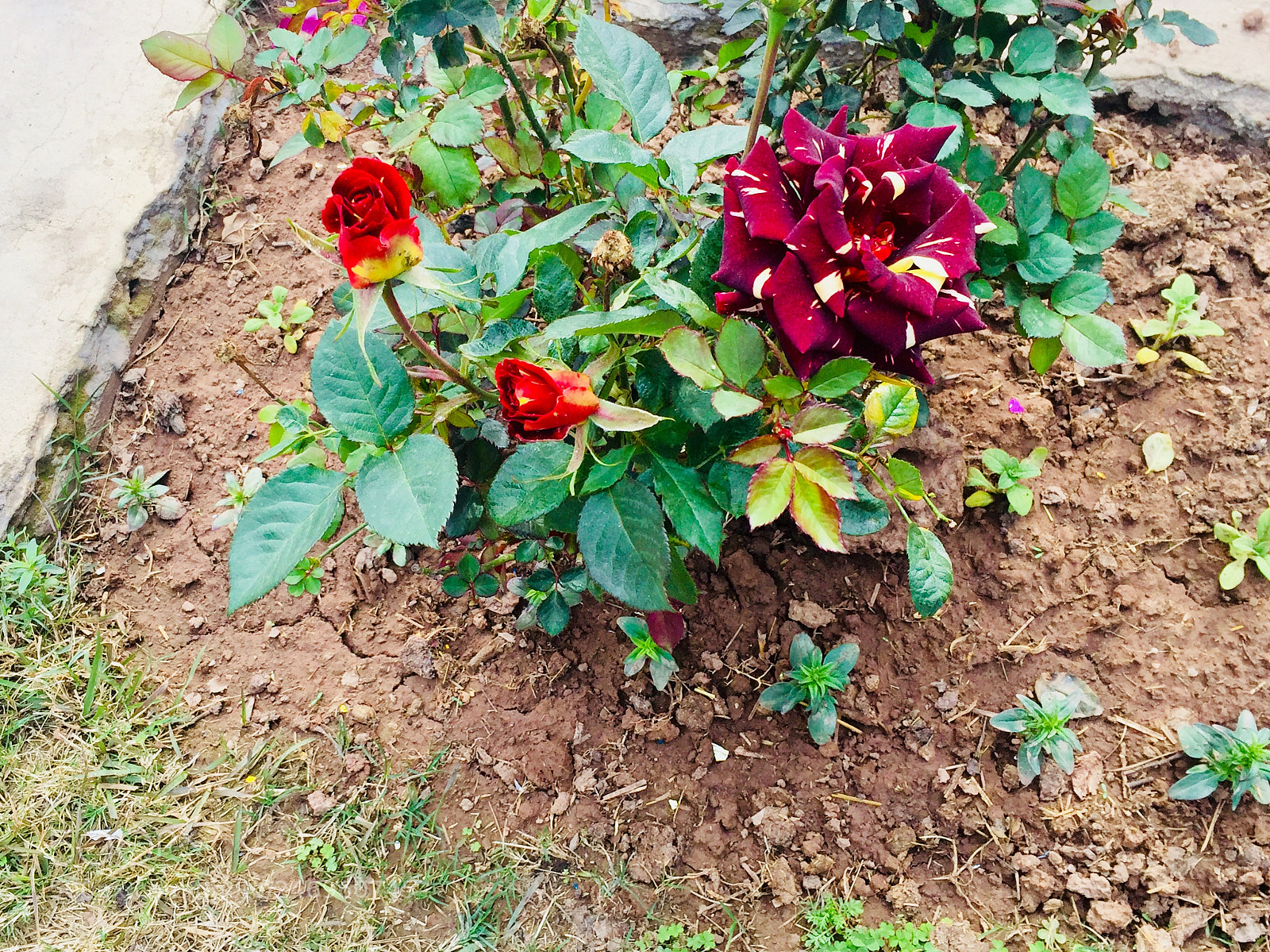 Apple iPhone 6 sample photo. Untitled photography