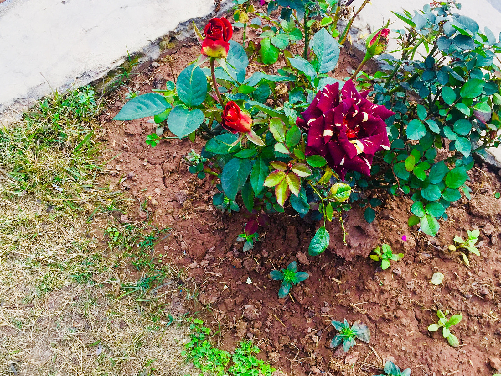 Apple iPhone 6 sample photo. Untitled photography