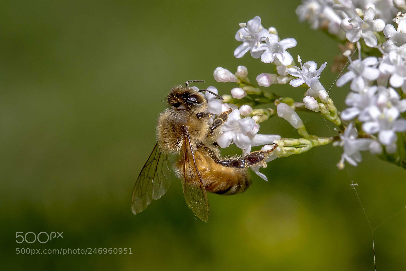 Canon EOS 7D Mark II sample photo. Honey bee photography