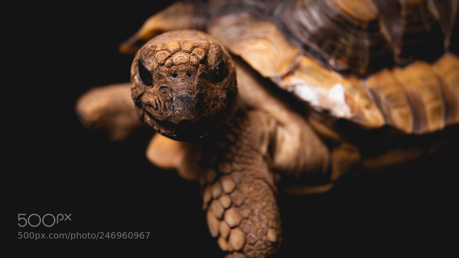 Canon EOS-1Ds Mark III sample photo. Baltazar photography