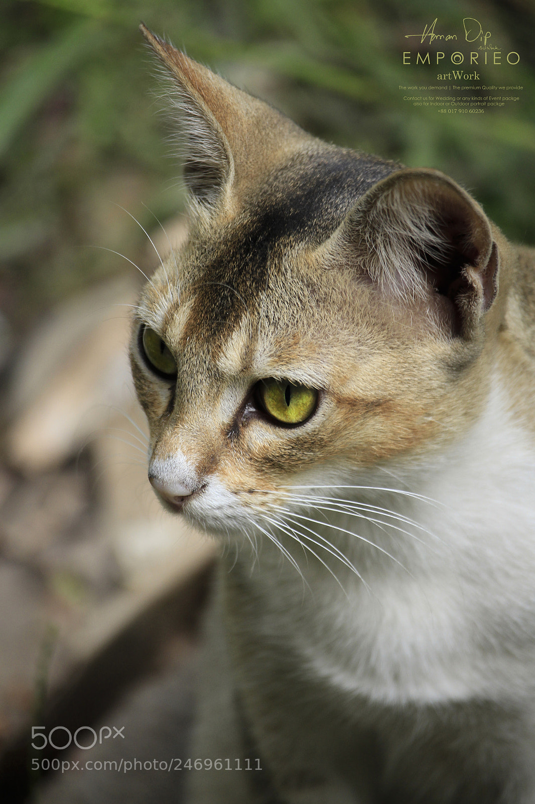 Canon EOS 700D (EOS Rebel T5i / EOS Kiss X7i) sample photo. Beauty cat photography
