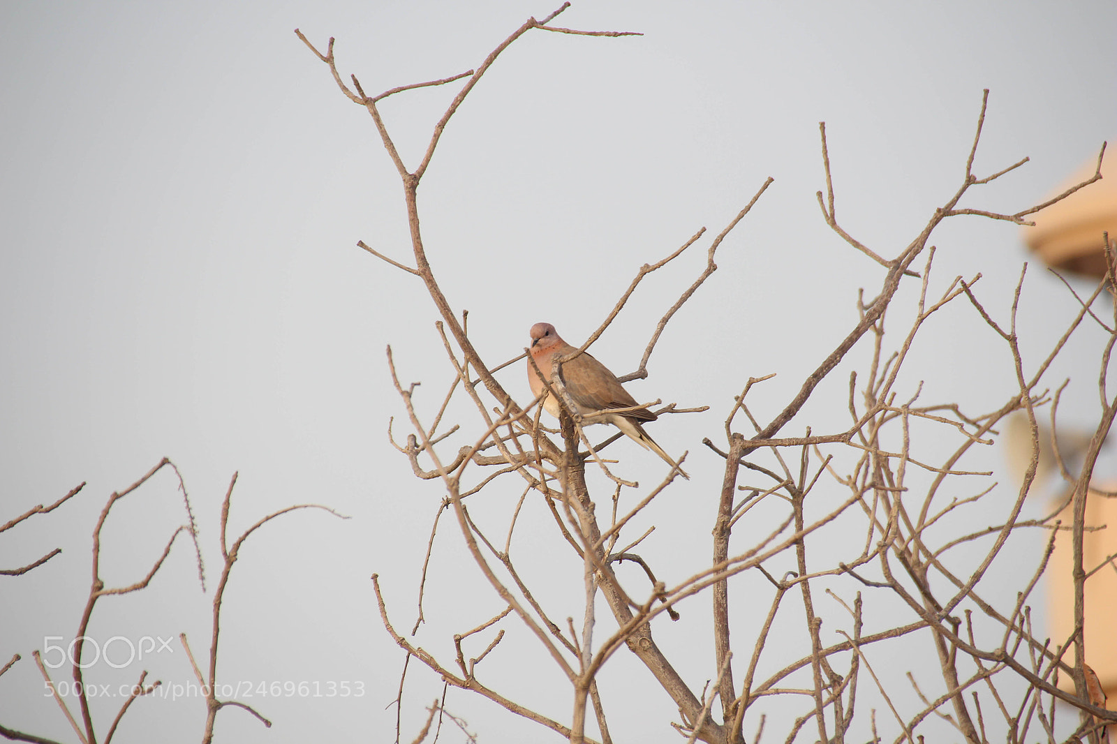 Canon EOS 650D (EOS Rebel T4i / EOS Kiss X6i) sample photo. Pigeon photography