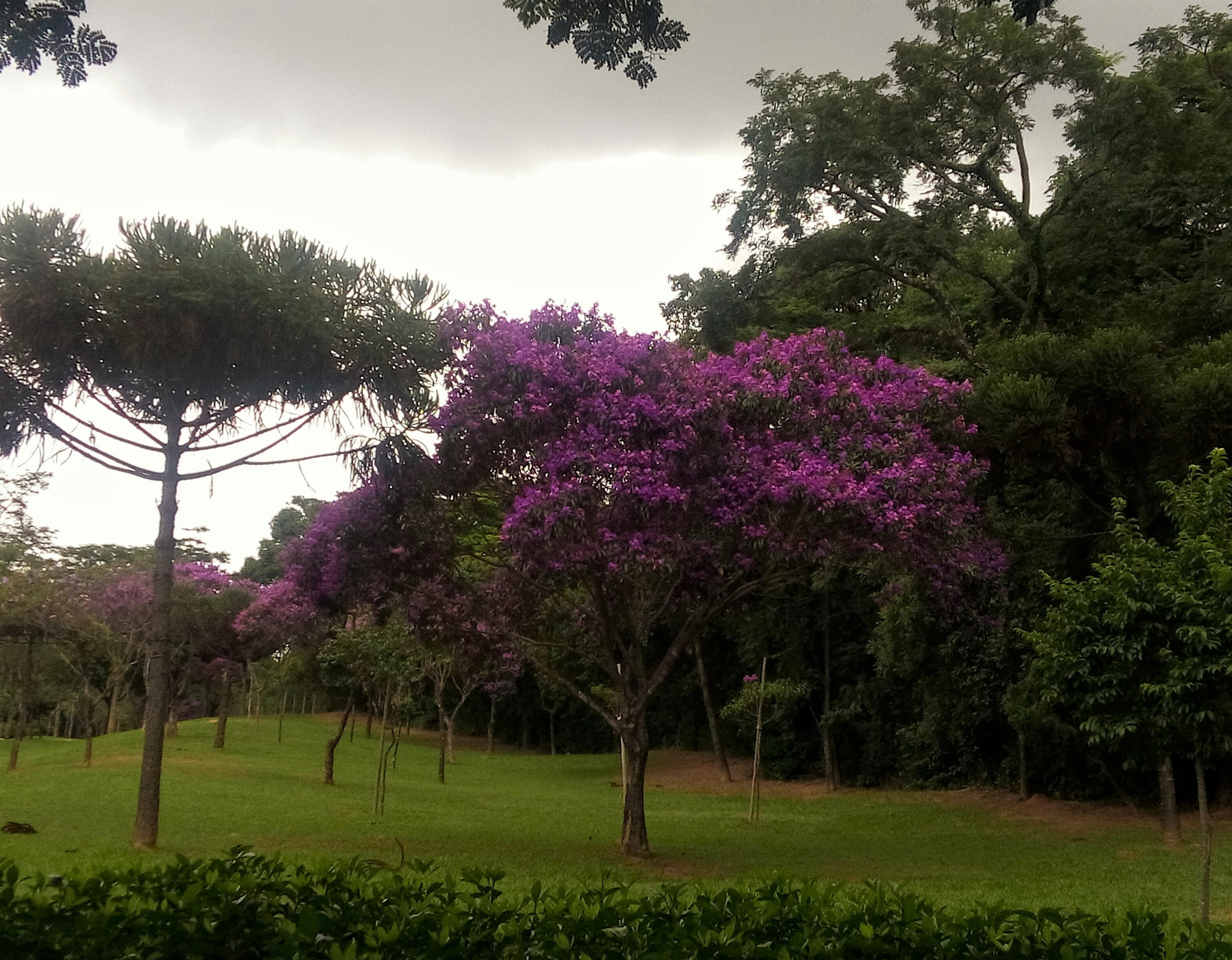 LG L Bello sample photo. Purple-lilac photography