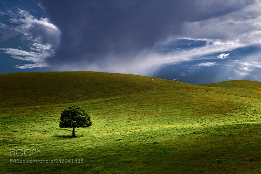 Leica M9 sample photo. Lone tree in pasture photography