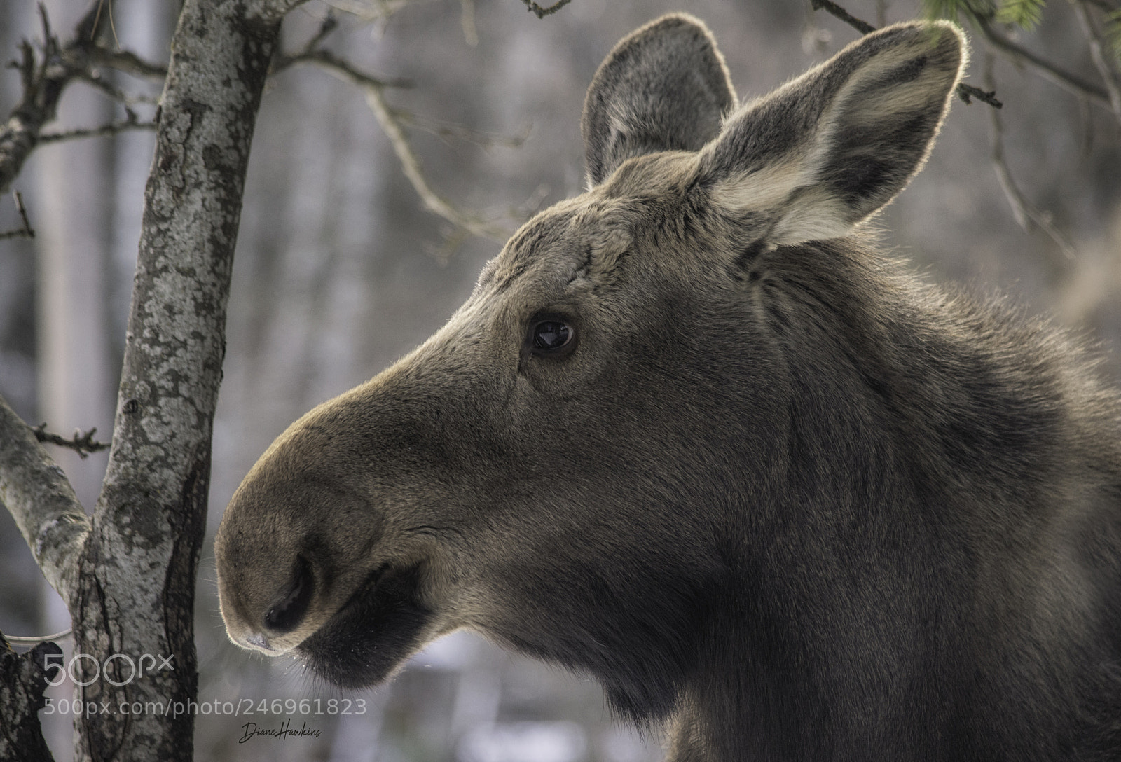 Nikon D3200 sample photo. Moose baby photography