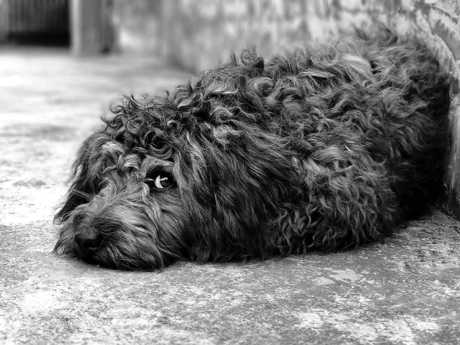 Xiaomi MI6 sample photo. 小黑 photography