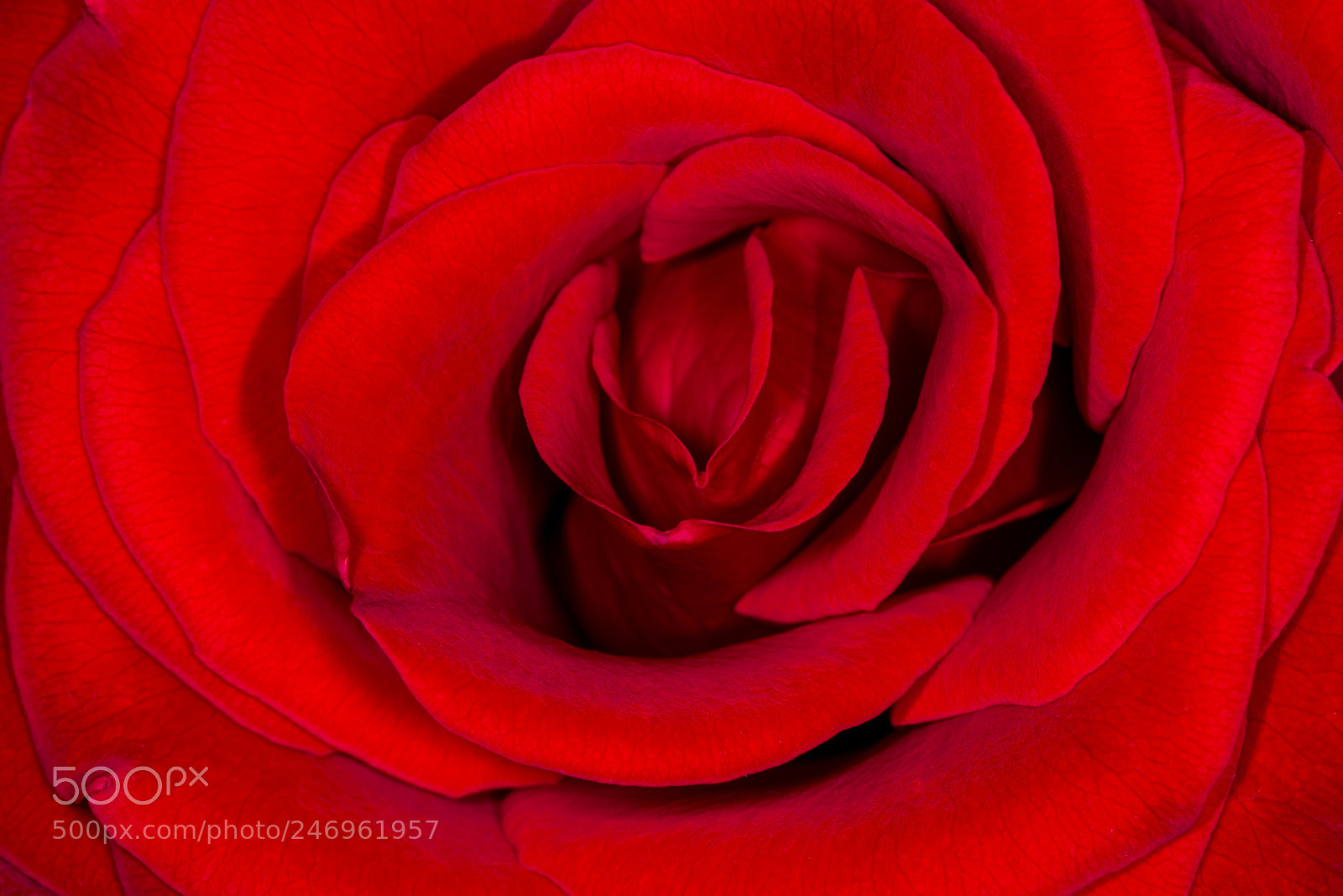 Nikon D800 sample photo. Red rose macro #1 photography