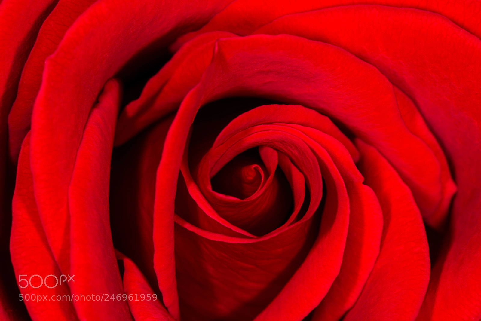 Nikon D800 sample photo. Red rose macro #2 photography
