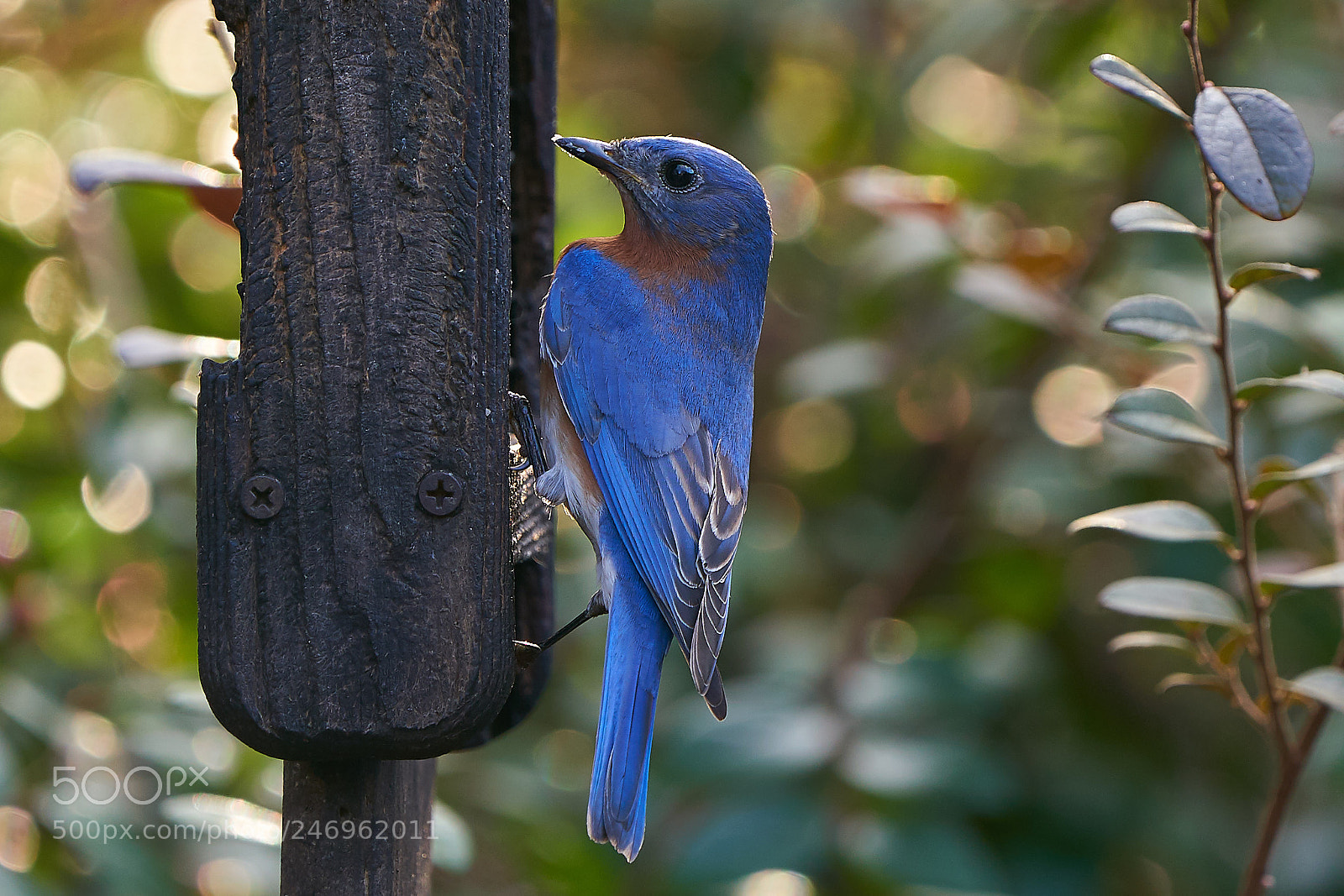 Sony a9 sample photo. Eastern blue bird photography