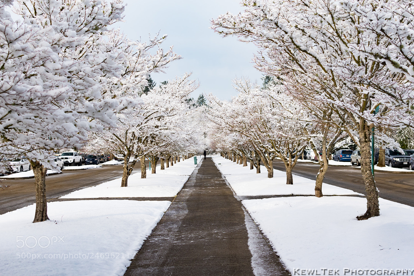 Nikon D5600 sample photo. Winter photography
