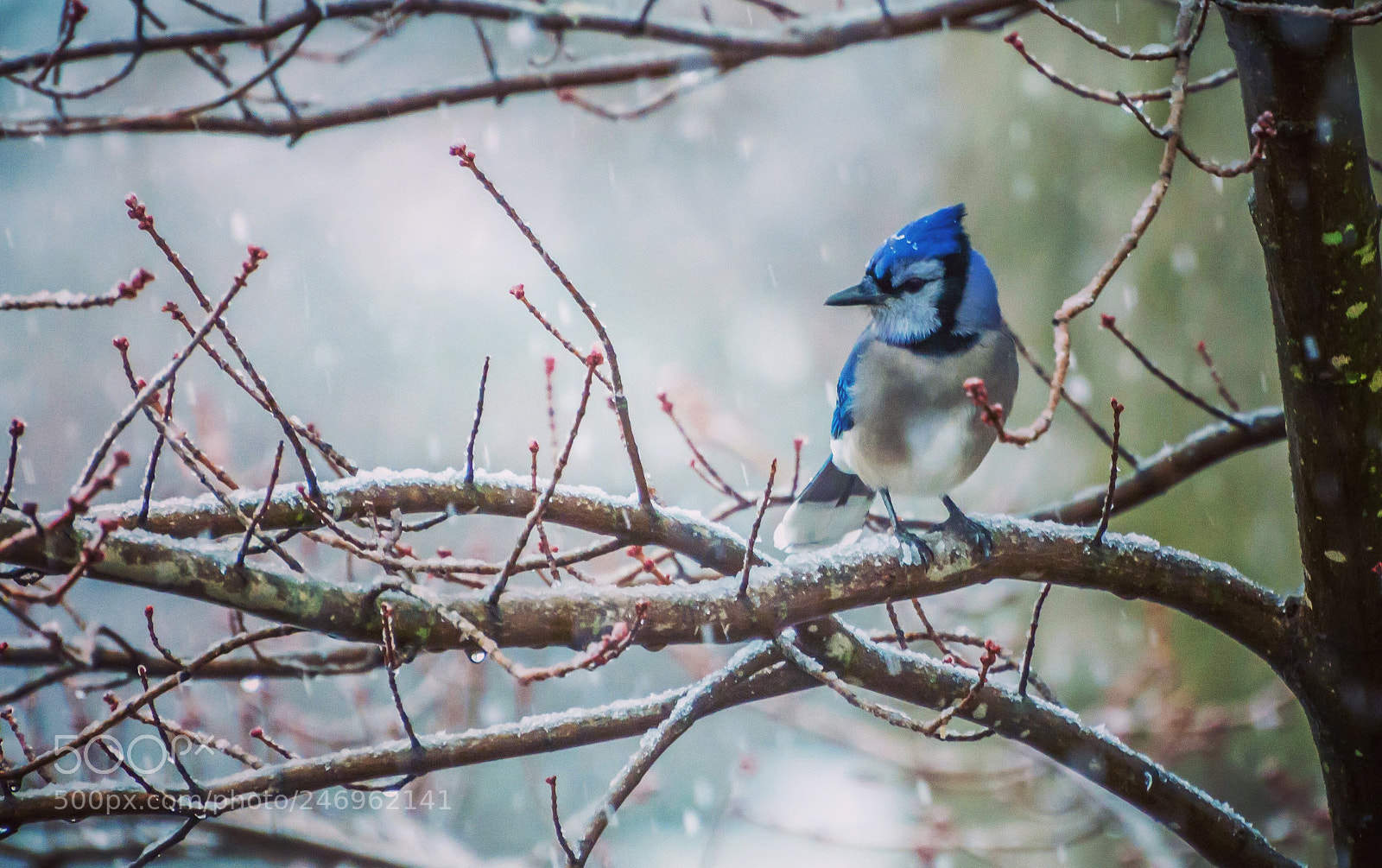 Nikon D5200 sample photo. Blue jay on a photography