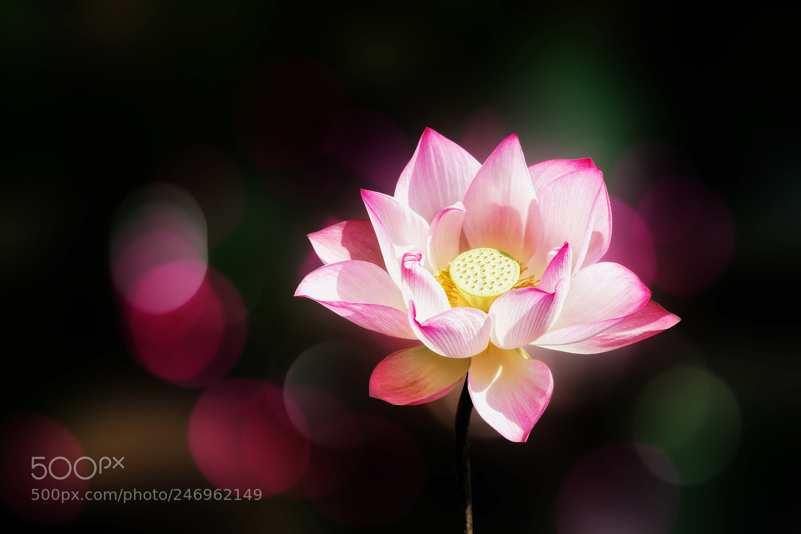 Sony a6300 sample photo. Lotus photography