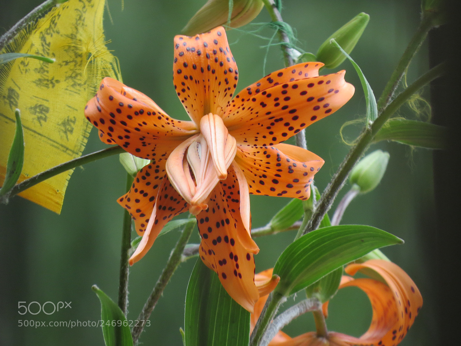 Canon PowerShot SX50 HS sample photo. Tiger lily blooming in photography