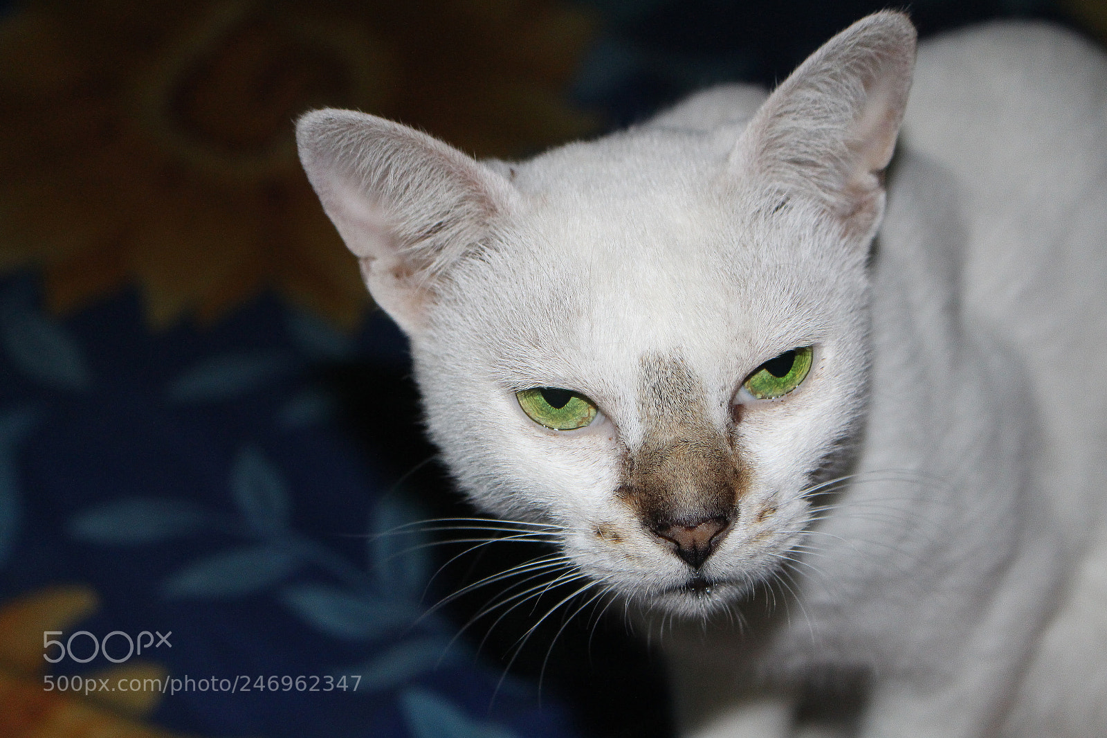 Canon EOS 700D (EOS Rebel T5i / EOS Kiss X7i) sample photo. Eyes photography