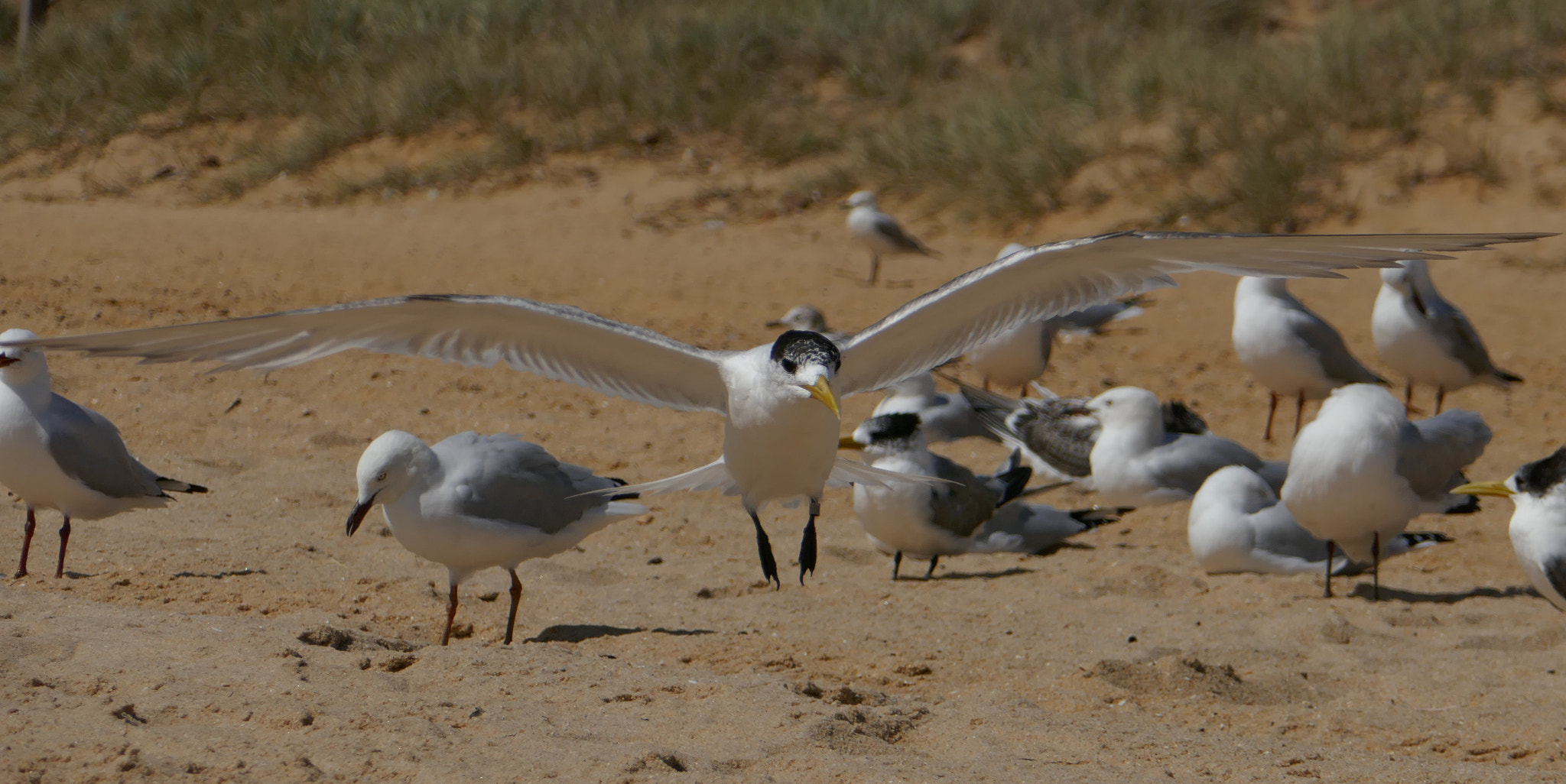 Panasonic DMC-TZ110 sample photo. Greater crested tern (thalasseus bergii cristata) photography