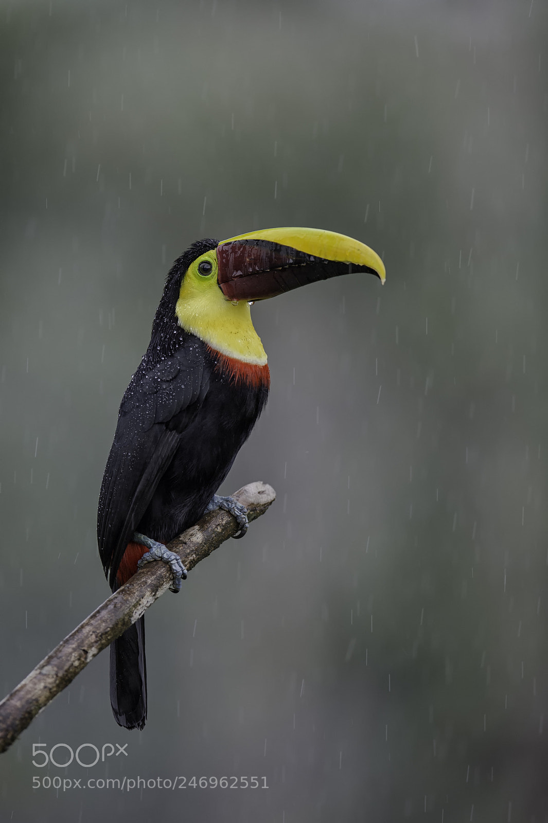 Nikon D4 sample photo. Black-mandibled toucan... photography