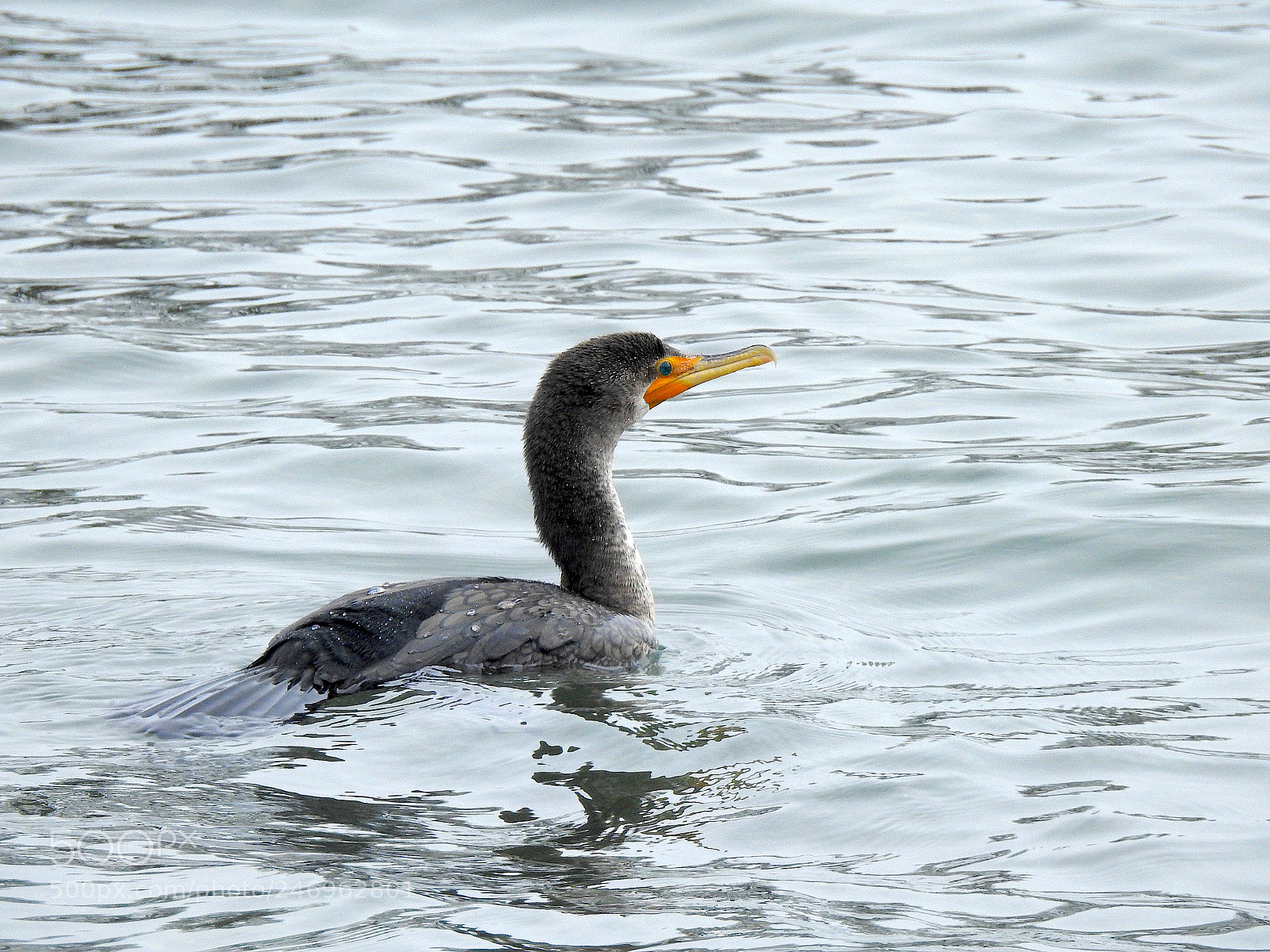 Nikon Coolpix P900 sample photo. Double-crested cormorant photography