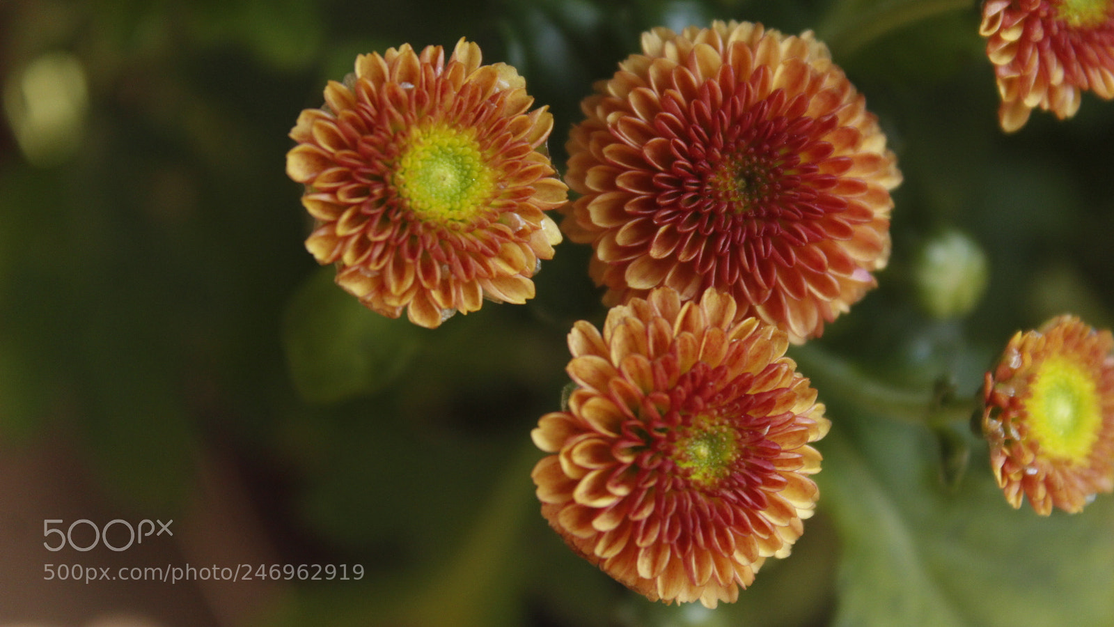 Canon EF-S 18-55mm F3.5-5.6 III sample photo. Flowers photography