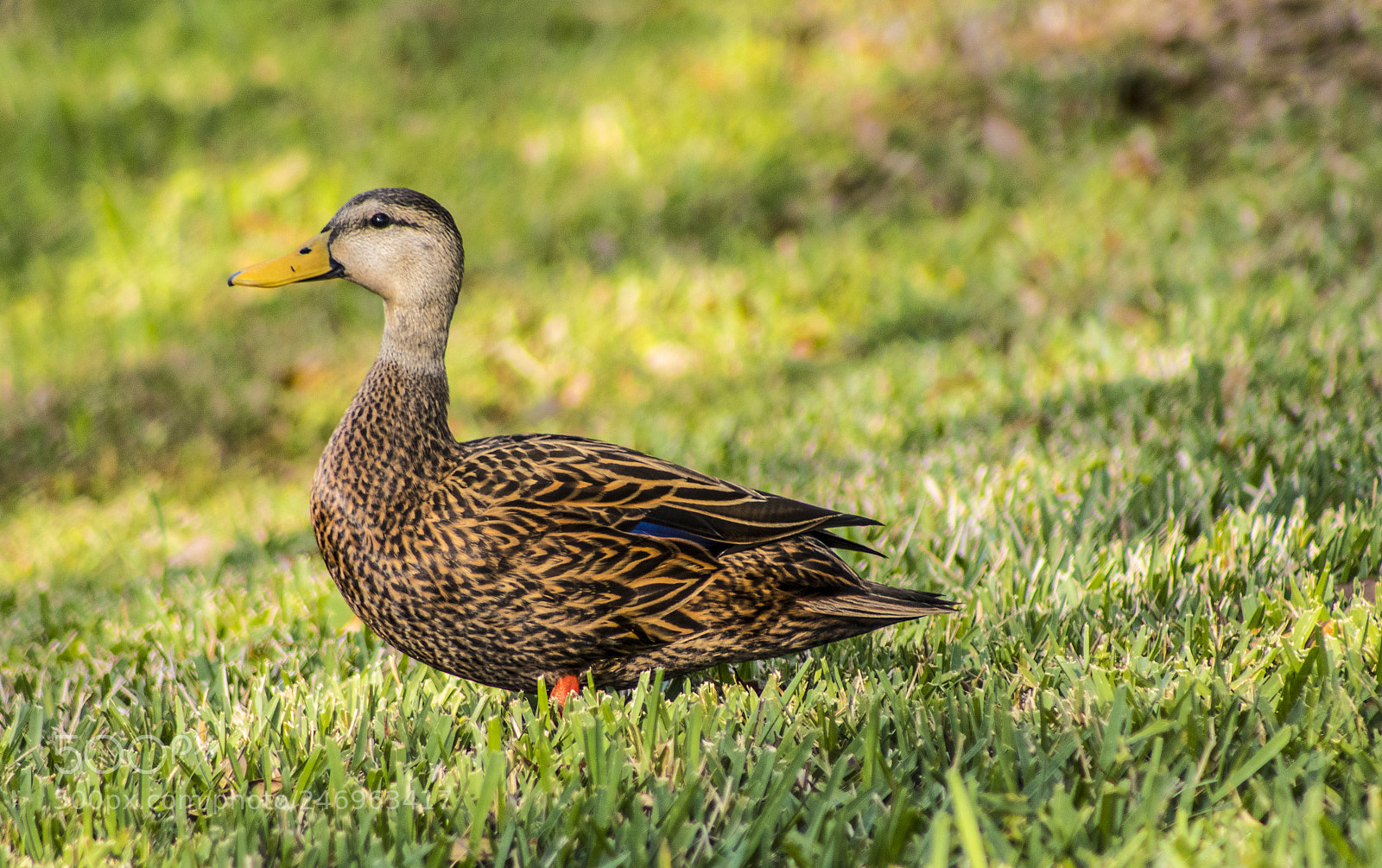Canon EOS 80D sample photo. Mallard duck photography