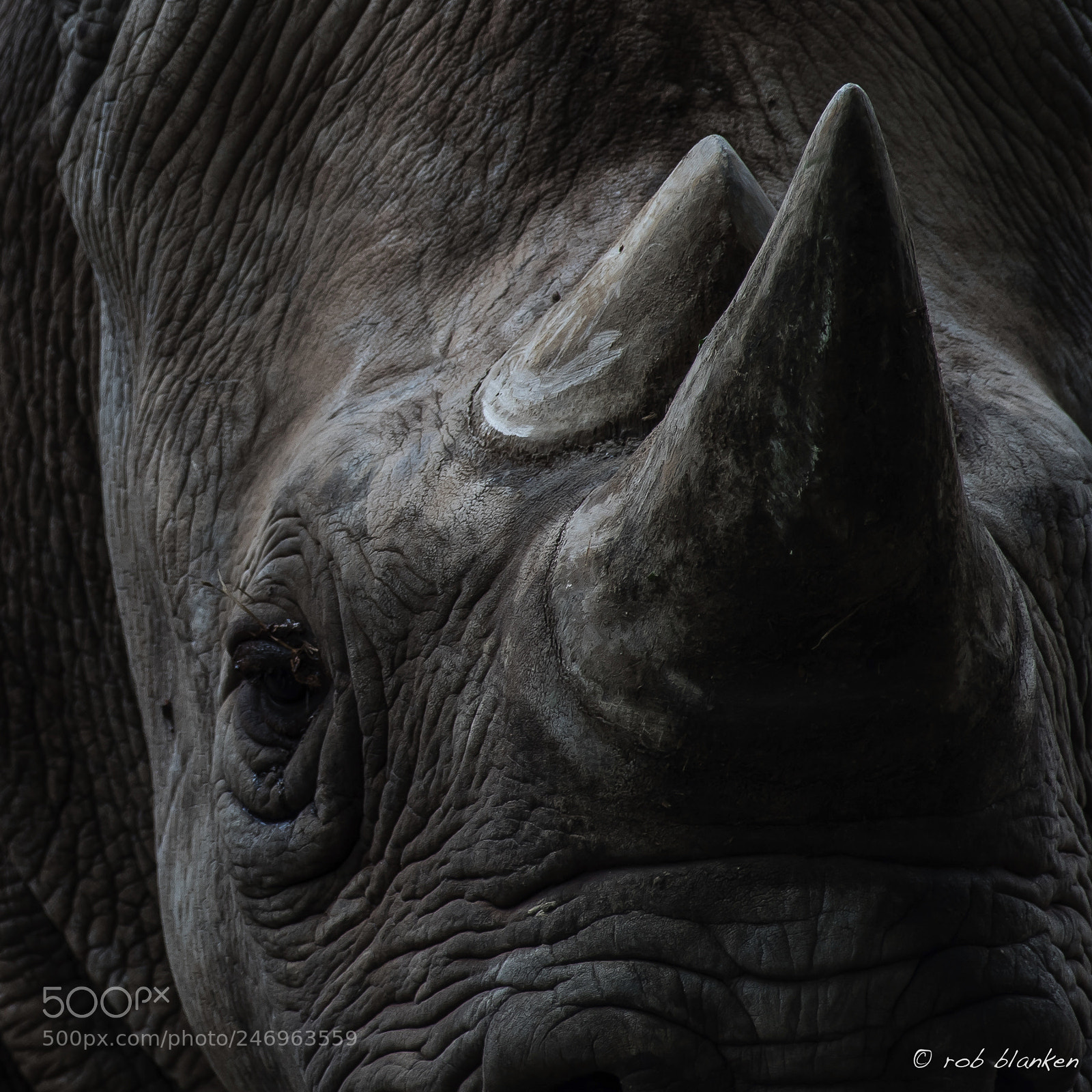 Nikon D500 sample photo. Rhino photography