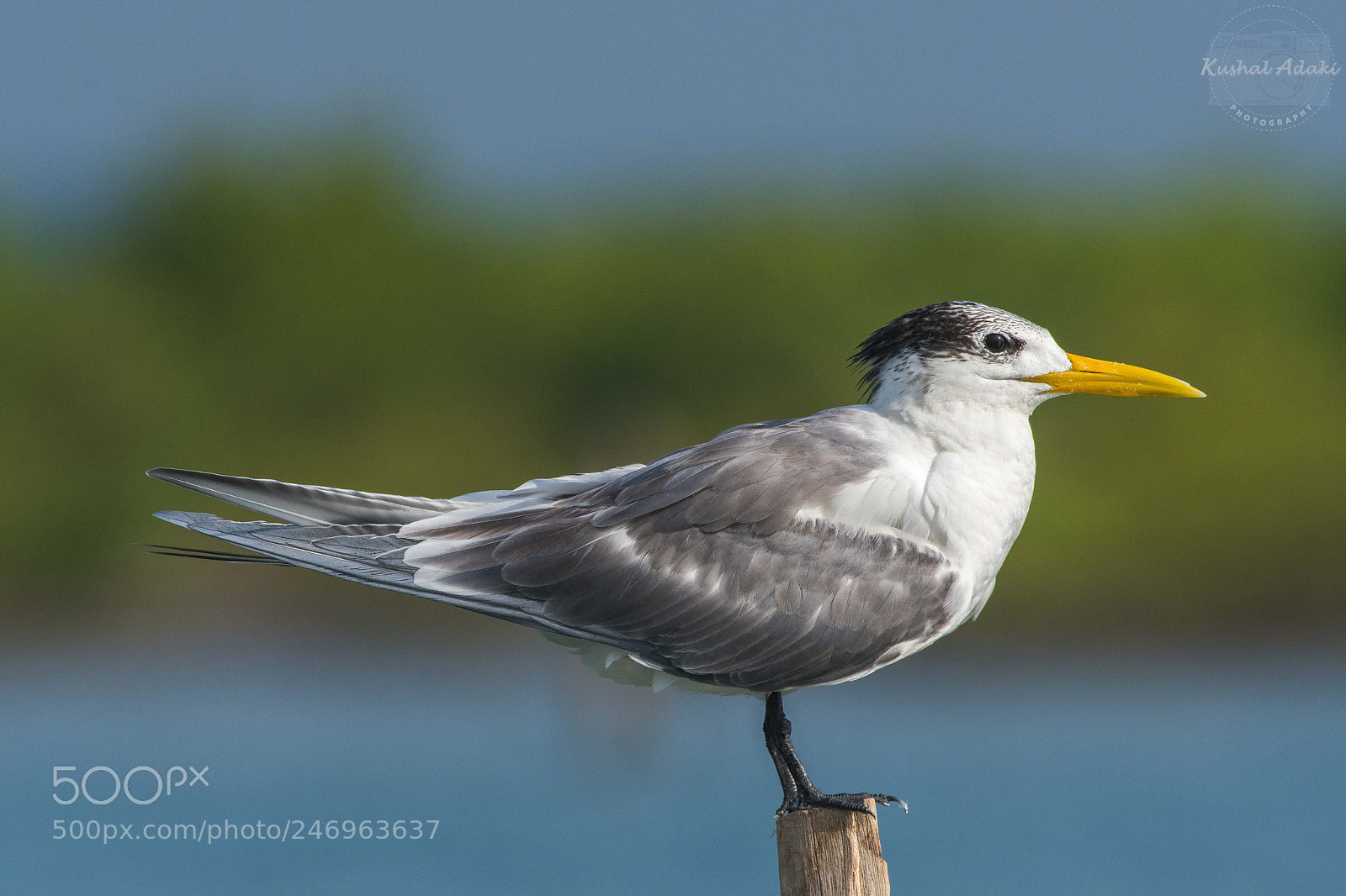 Nikon D500 sample photo. Greater crested tern photography