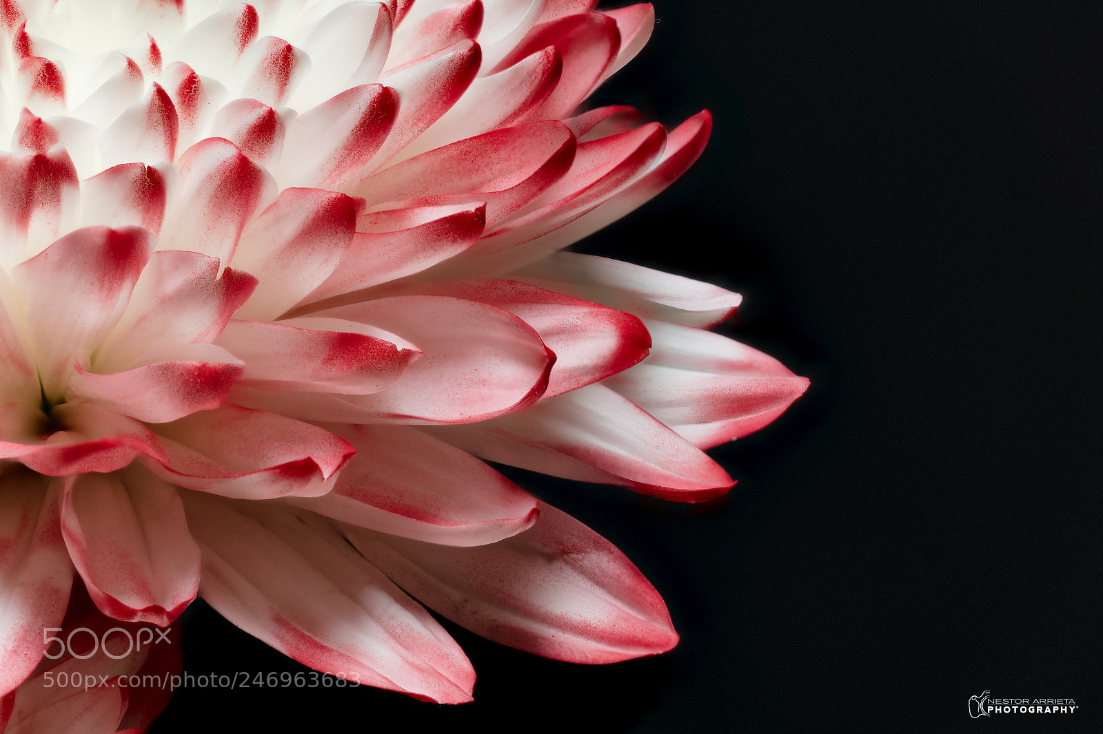Canon EOS 5DS R sample photo. Petalos photography