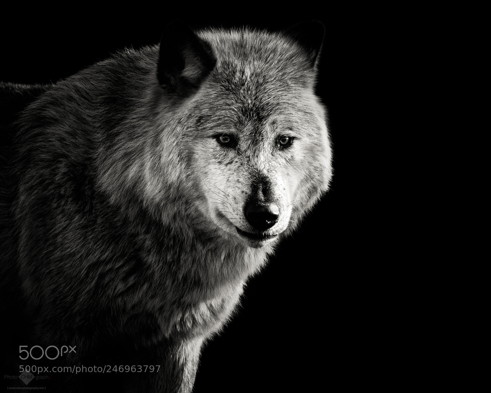 Nikon D7100 sample photo. White wolf photography