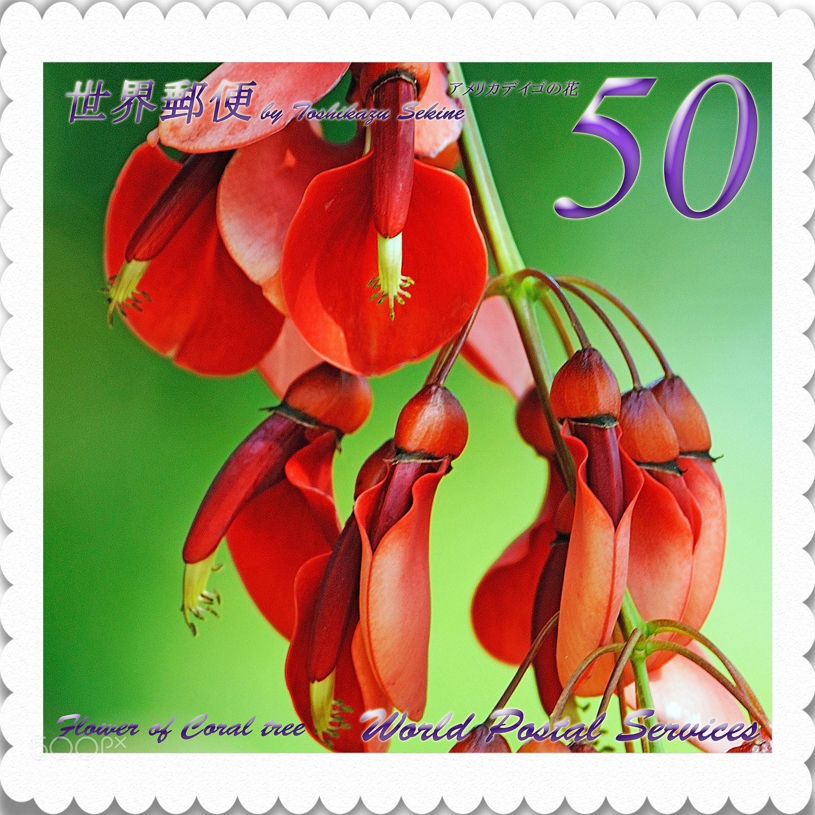Nikon D700 sample photo. Flower of coral tree photography