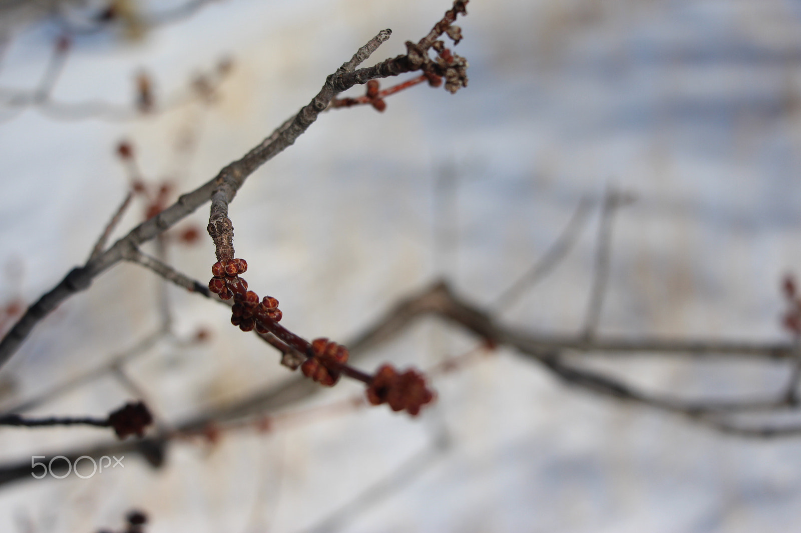 Canon EOS 700D (EOS Rebel T5i / EOS Kiss X7i) sample photo. Beautiful tree branch photography