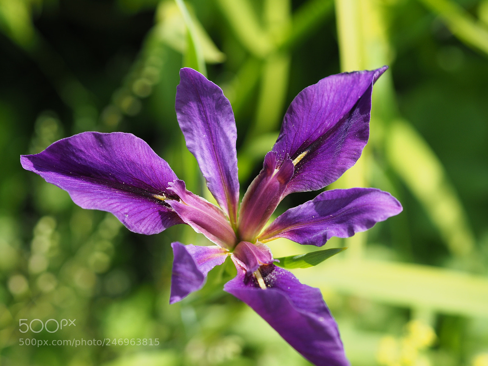 Olympus OM-D E-M10 II sample photo. Purple flower photography