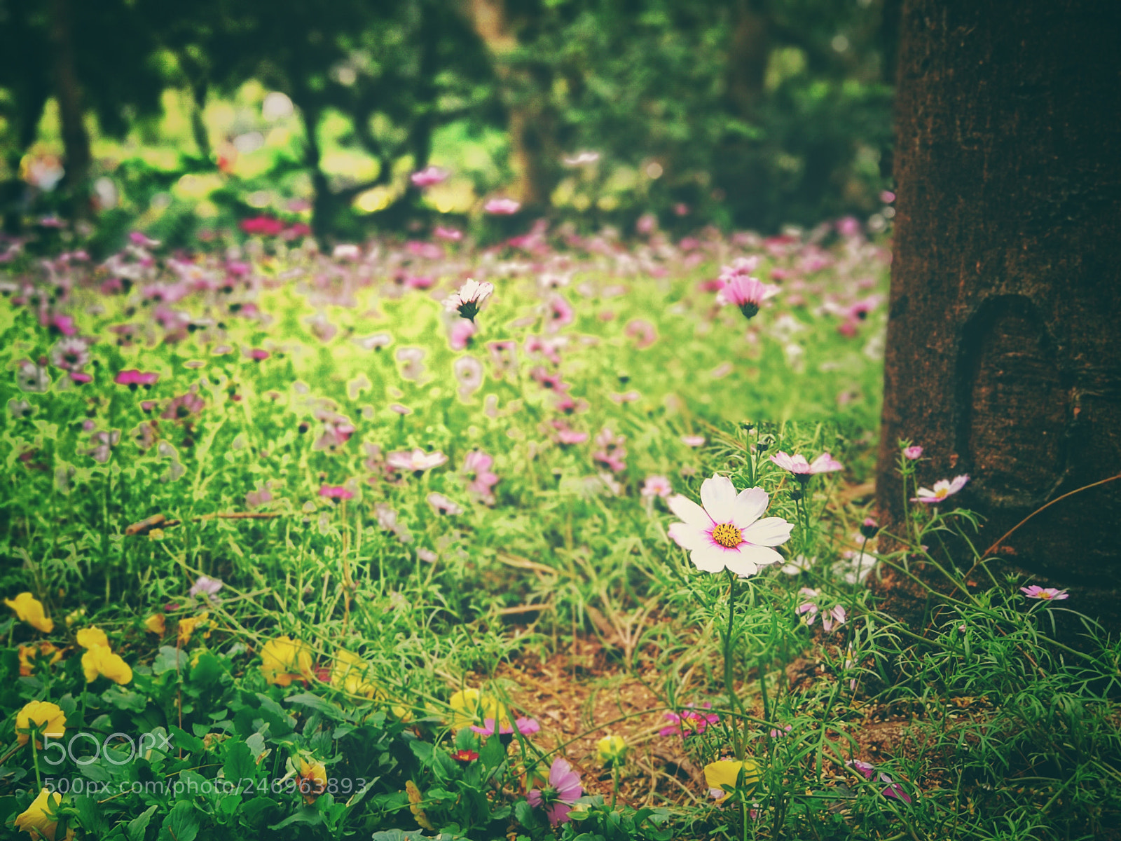 HUAWEI P10 sample photo. Little flower.in the park photography