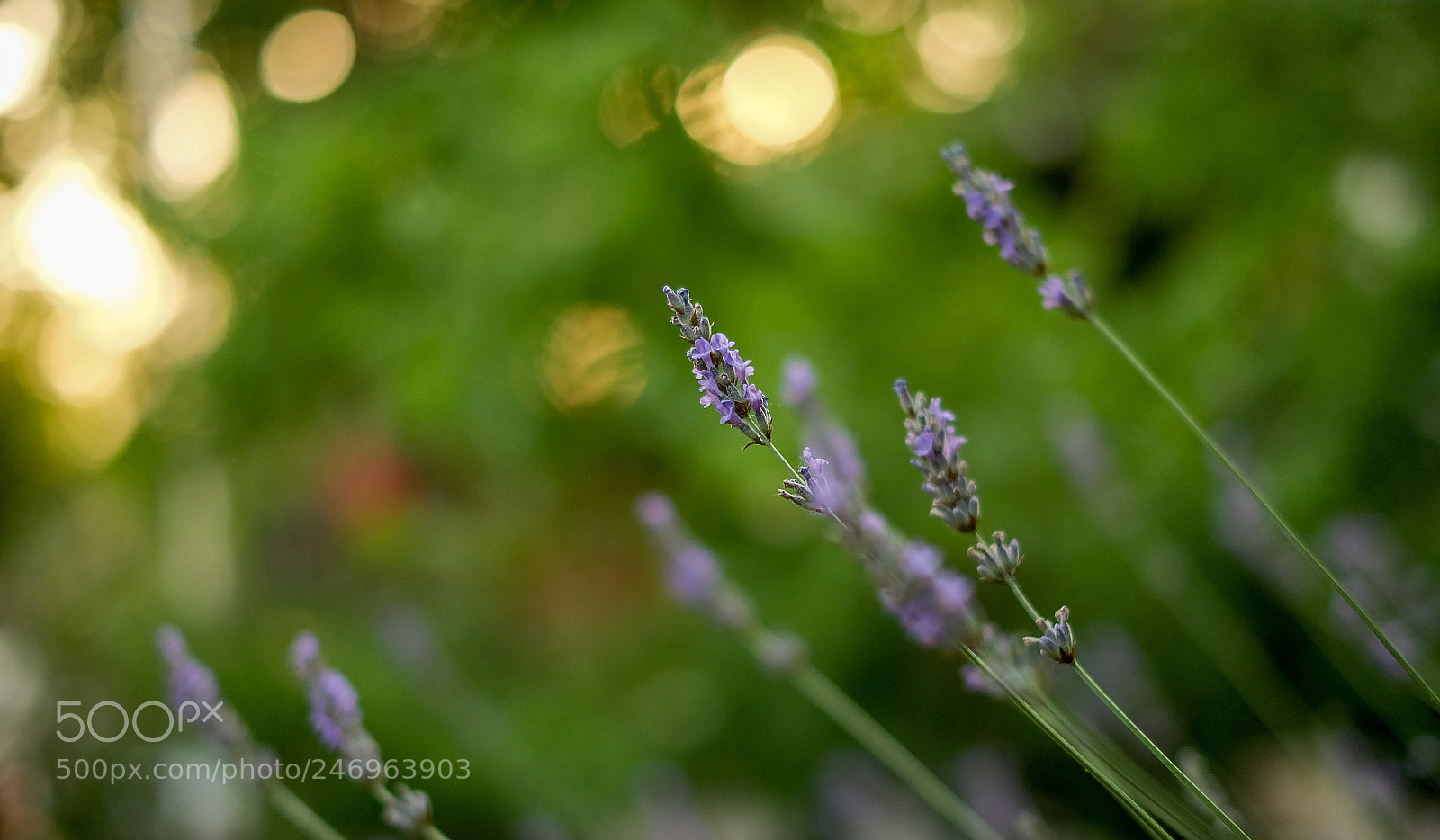 Fujifilm X-A1 sample photo. Untitled photography