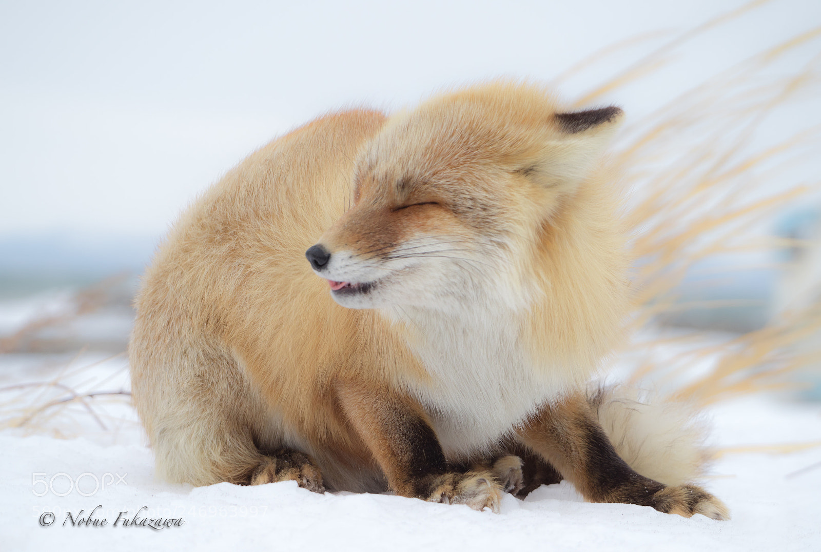 Olympus OM-D E-M1 Mark II sample photo. Fox hamming in the photography