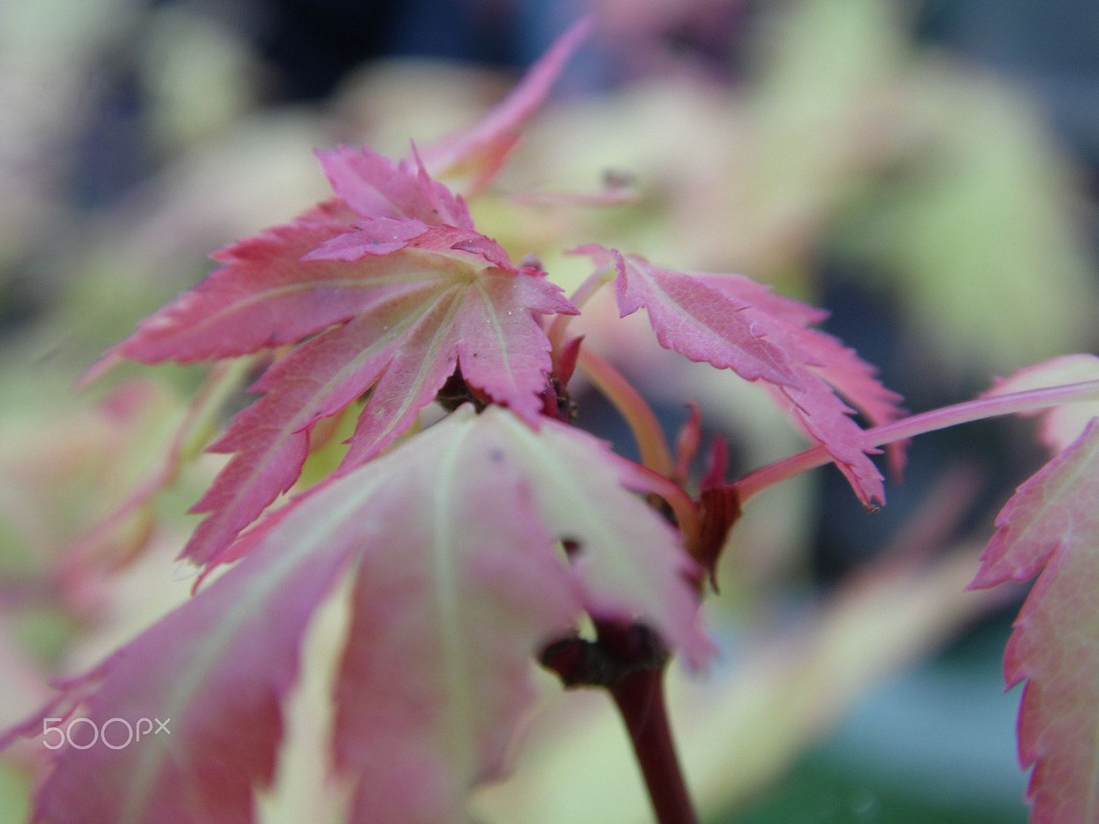 Samsung WB100/  WB101 sample photo. Maple photography